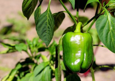 Dacha 'nın bahçesinde taze yeşil biber yetişiyor. Yazın köyde lezzetli ve sağlıklı sebzeler yetişiyor..