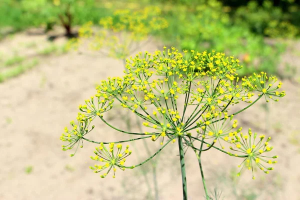 Aneth Vert Des Herbes Fraîches Saines Poussent Dans Jardin Village — Photo