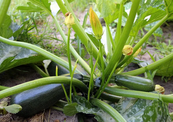 Grüne Frische Natürliche Zucchini Wächst Sommer Auf Einem Strauch Einem — Stockfoto
