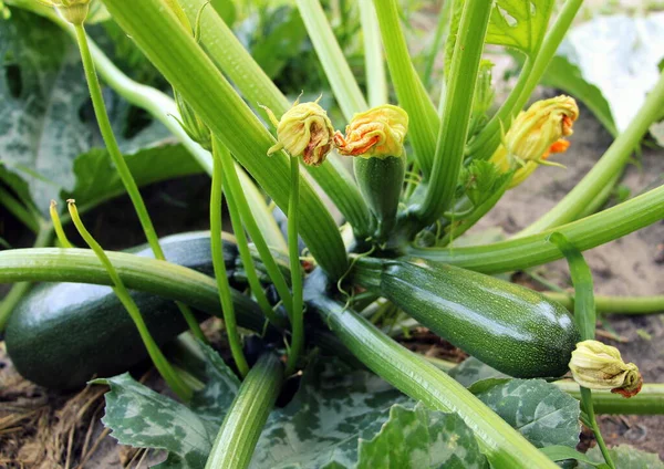 Courgettes Naturelles Fraîches Vertes Poussent Sur Buisson Dans Potager Été — Photo