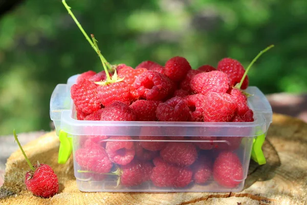 Frambuesas Naturales Frescas Cosecha Jugosas Bayas Rojas Verano Frambuesas Recipiente — Foto de Stock