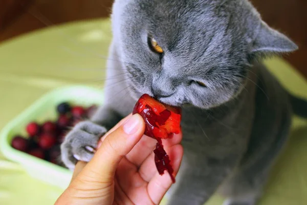 The gray Scottish cat is eating juicy sweet homemade plums from the garden. A domestic cat that loves to eat fruits and berries.