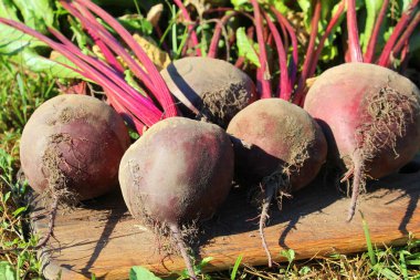 Doğal taze pancar. Ağustosta köyde hasat..