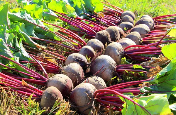 Natural Fresh Beets Harvesting August Village — Stock Photo, Image