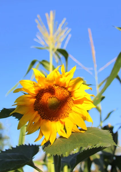 Flower sunflower closeup. Yellow flower against the blue sky.