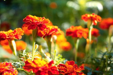 Marigold. Parlak güzel çiçekler. Chernobrivtsy.