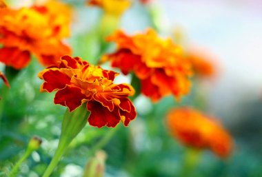 Marigold. Parlak güzel çiçekler. Chernobrivtsy.