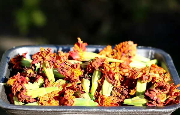 Marigold. Parlak güzel çiçekler. Chernobrivtsy.
