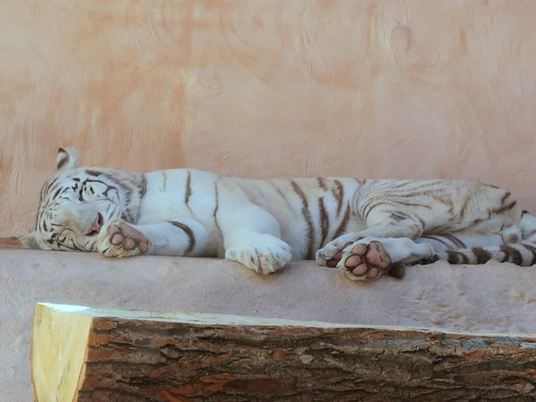 Μια Όμορφη Και Χαριτωμένη Λευκή Τίγρης Αλμπίνο Άγρια Και Αρπακτικά — Φωτογραφία Αρχείου