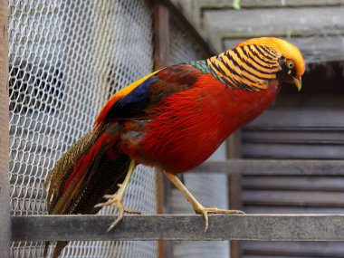 Çok renkli vahşi ve güzel evcil kuşlar..