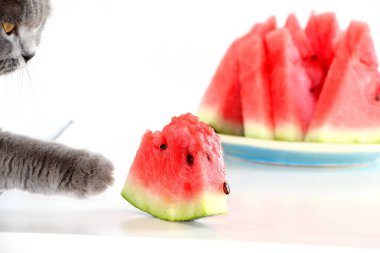 Gri İskoç kedisi sulu tatlı bir karpuz yiyor. Meyve ve böğürtlen yemeyi seven evcil bir kedi.
