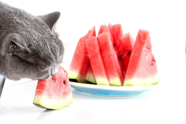 The gray Scottish cat is eating a juicy sweet watermelon. A domestic cat that loves to eat fruits and berries.