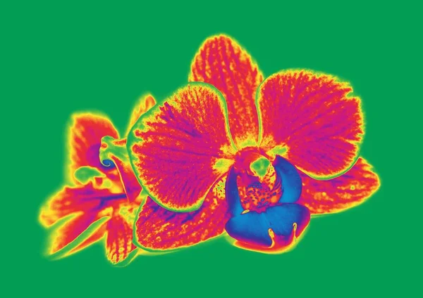 Veelkleurige Orchidee Bloemen Een Groene Achtergrond Effect Van Warmtebeeldcamera — Stockfoto
