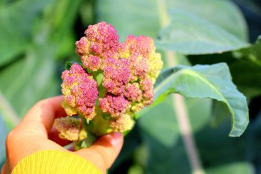 Olgun karnabahar bir çiftçinin elinde. Sağlıklı lahana hasadı..