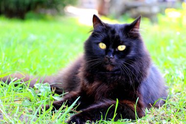Siyah tüylü bir kedi sokakta yeşil çimlerin üzerinde yatıyor..