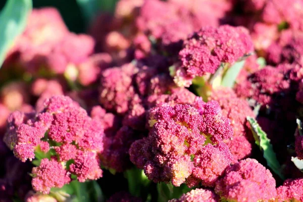 Reifer Frischer Und Natürlicher Blumenkohl Gesundes Kohl Ernten — Stockfoto