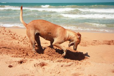Kumsaldaki komik kızıl köpek. Bir sokak köpeği Sri Lanka 'da okyanus kıyısında kumda yengeç kazıyor..