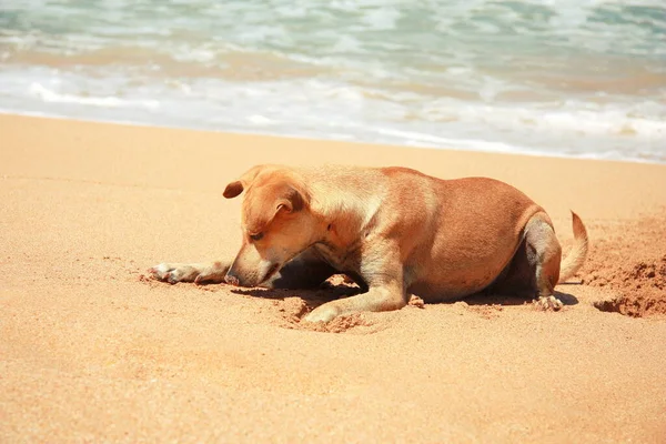 Grappige Gemberhond Het Zandstrand Een Straathond Graaft Krabben Het Zand — Stockfoto