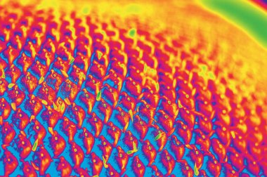 Ayçiçeği ve tohumlar. Termal görüntü efekti. 