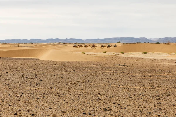 Kameel caravan in de sahara woestijn — Stockfoto