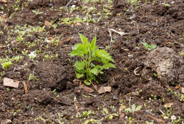 Urtica dioica, yaygın olarak ısırgan otu olarak bilinir.