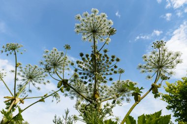 Mavi gökyüzü arka plan üzerinde Heracleum Sosnowskyi