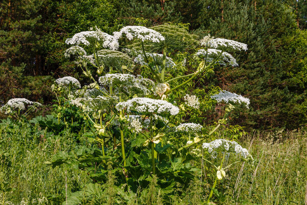 Cow parsnip blooms in summer