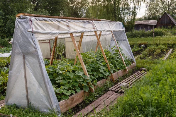 Invernadero para pepinos en el jardín — Foto de Stock