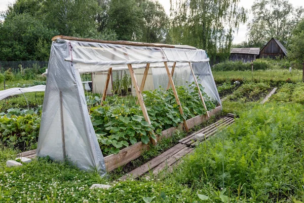 Invernadero para pepinos en el jardín — Foto de Stock