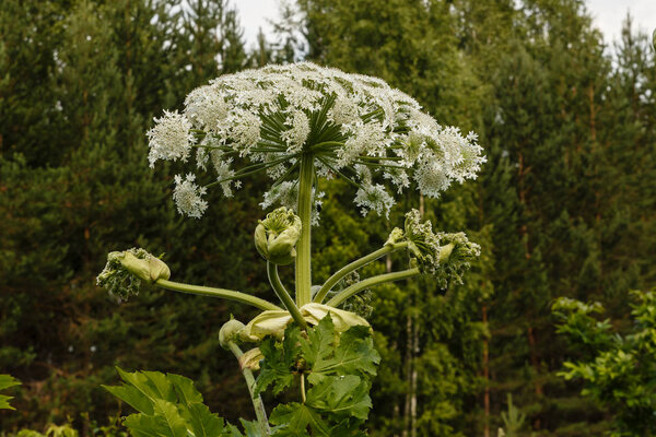 Cow parsnip blooms in summer