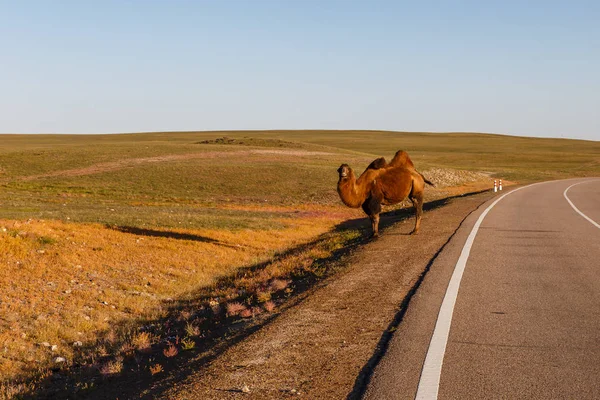 Δύο-καμπούρα καμήλας στέκεται κοντά στο δρόμο — Φωτογραφία Αρχείου