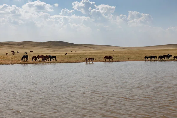 Άλογα Και Αγελάδες Βόσκουν Κοντά Μια Λίμνη Εσωτερική Μογγολία Κίνα — Φωτογραφία Αρχείου