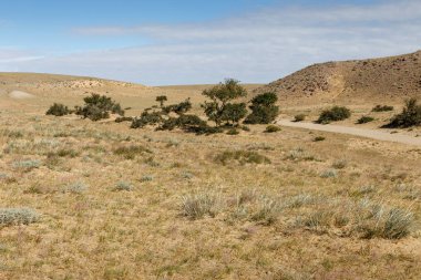 Gobi Çölü Moğolistan çöl, güzel manzara yeşil ağaçlar.