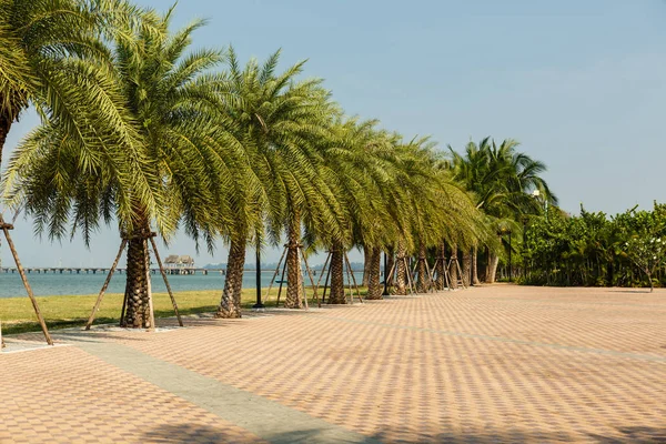 Palm Alley Coast Gulf Siam Thailand — Stock Photo, Image