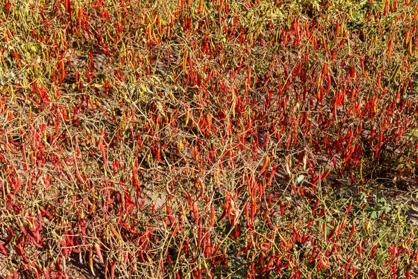 Fresh Red Chillies Growing Vegetable Garden Background — Stock Photo, Image