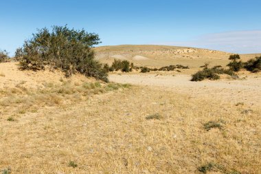 green trees in the desert, beautiful landscape, Gobi desert, Mongolia