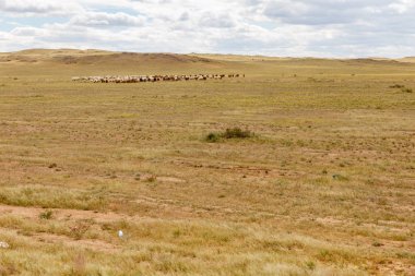 Gobi Çölü, Moğolistan'otlatma koyun sürüsü