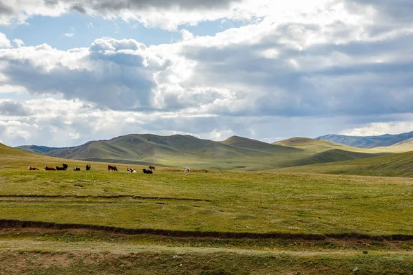 Herd Cows Mongolian Steppe Mongolia — Stock Photo, Image