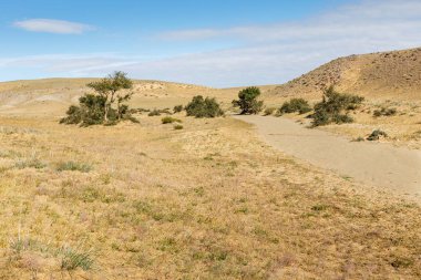 çöl, Gobi Çölü Moğolistan yeşil ağaçların