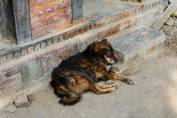 Hund liegt auf der Veranda vor der Haustür — Stockfoto