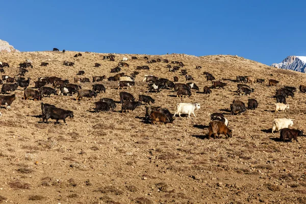 Manada de cabras pastando en el Himalaya — Foto de Stock