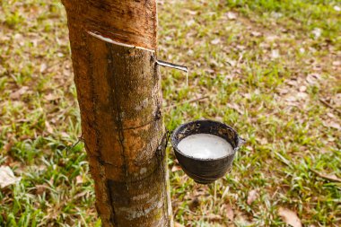Rubber tree and cup of latex in the rubber plantation, Laos clipart