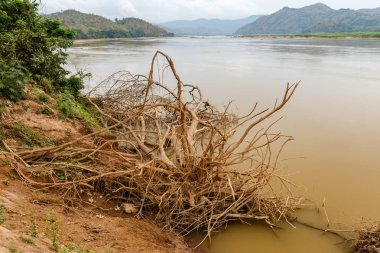 Kuru Ağaç kökleri su shore, Mekong Nehri, Laos yakın:.