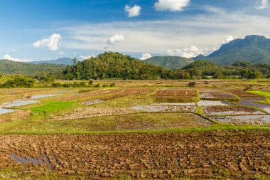 pirinç tarlalarının hasat alanları pirinç, peyzaj, Laos ekime hazırlanması sonra