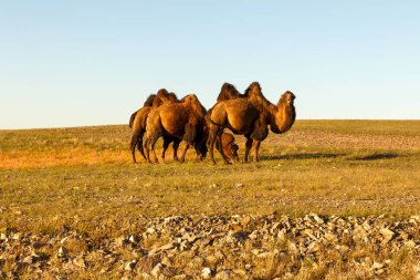 üç iki-devesi Moğolistan bozkırlarında içinde. Gobi Çölü