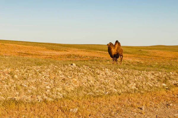 Camello Camina Desierto Gobi Mongolia —  Fotos de Stock