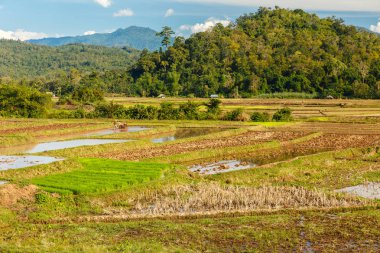 alanları pirinç, dikim için Laos hazırlanıyor