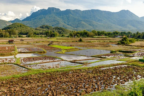 Landscape of rice field in South East Asia after harvest season. — Stock Photo, Image