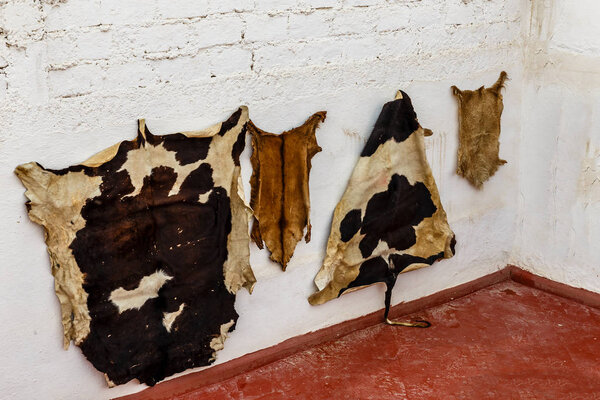 animal skins hang on a white wall
