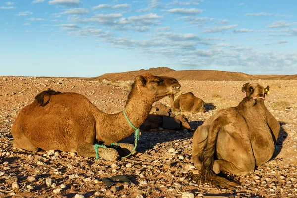 Kamele in der Sahara — Stockfoto